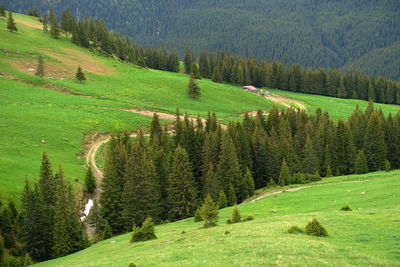 Scenic view of pine trees on field