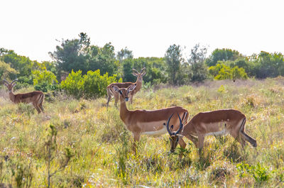 Deer standing in a field