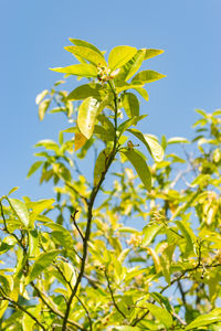 plant