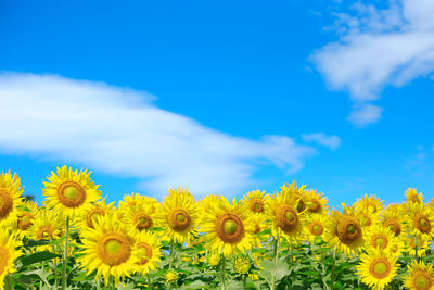 Close-up of sunflower field against blue sky