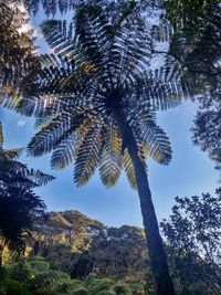 Low angle view of trees against sky