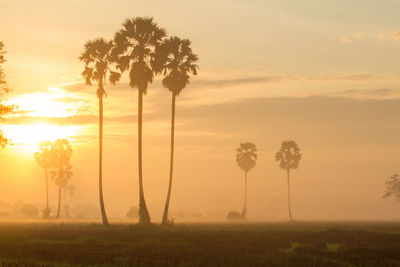 Trees on field against sky during sunset