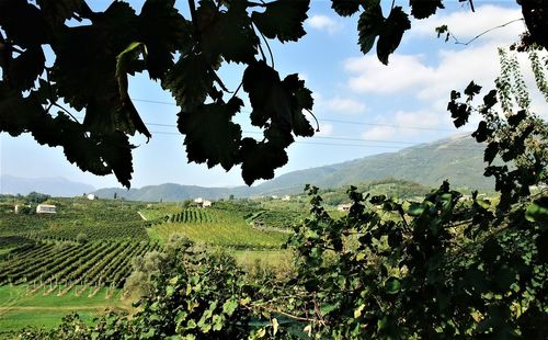 Scenic view of vineyard against sky