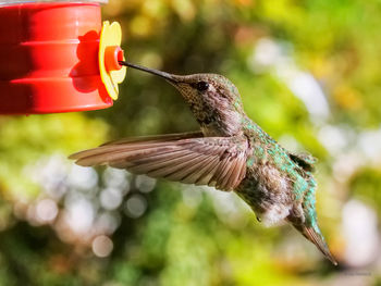Close-up of hummingbird flying at feeder