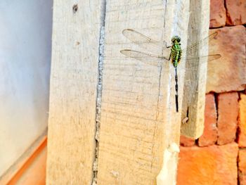 Close-up of insect on wall