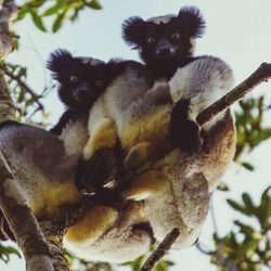 Low angle view of an animal