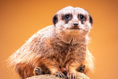 Close-up portrait  against orange background