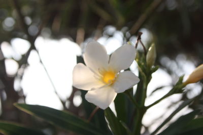 Close-up of white flowering plant