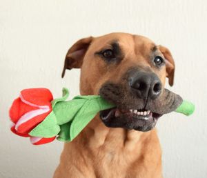 Close-up of dog