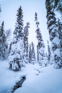 Snow covered trees in forest against sky