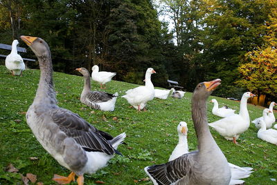 Flock of birds