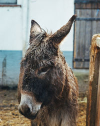 Close-up of horse