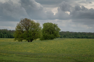 Trees on field against sky