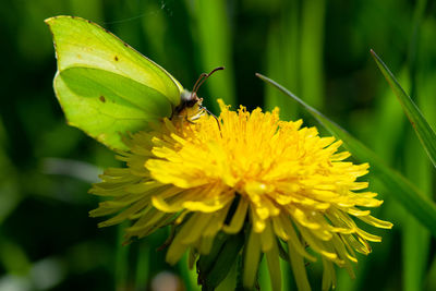 Close-up of butterfly on dandelion 