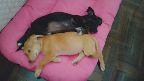 pets