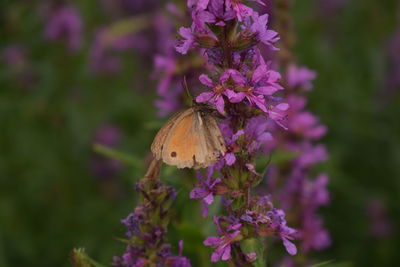 Close-up of butterfly pollinating on purple flower