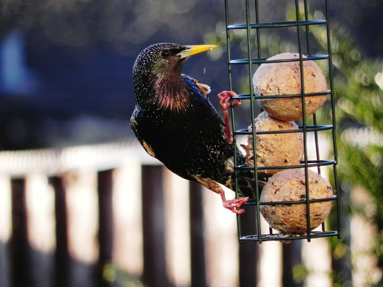 CLOSE-UP OF BIRD PERCHING ON WOODEN POST