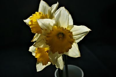 Close-up of yellow daffodil against black background