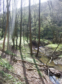 View of bamboo trees in forest