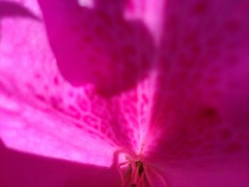 Close-up of pink flower