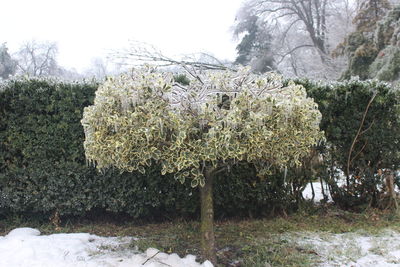 Frozen trees on field during winter