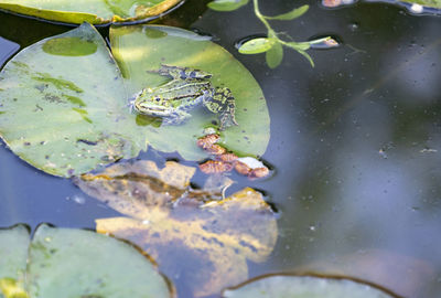 Close-up of water lily in lake