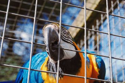 High angle view of horses in cage