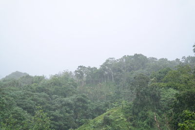 Trees in forest against clear sky