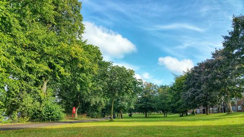 Trees in park