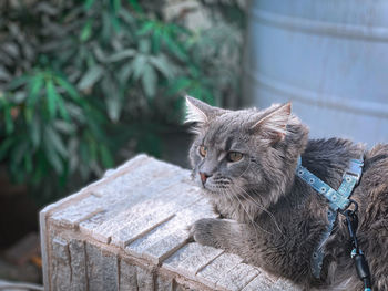 Close-up of a cat looking away