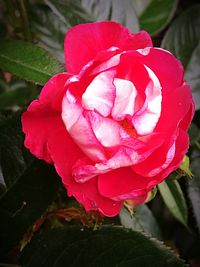 Close-up of red rose