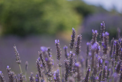 Close-up of purple flowering plants on field