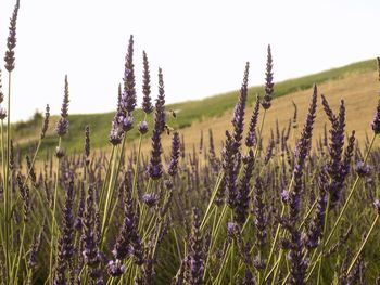 Close-up of purple flowering plants on field against sky