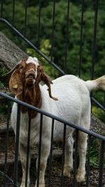 Goat yelling at me