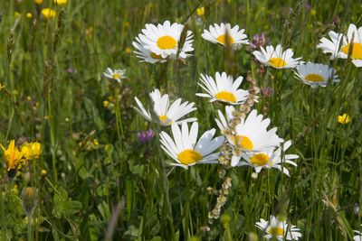 Close-up of white crocus flowers growing on field