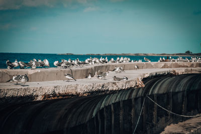 Panoramic view of sea and seagulls against the sky