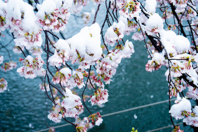 Close-up of cherry blossom tree