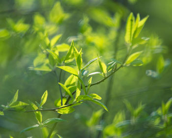 Fresh, green leaves of a bird cherry tree during spring.