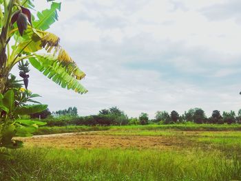 Scenic view of agricultural field against sky