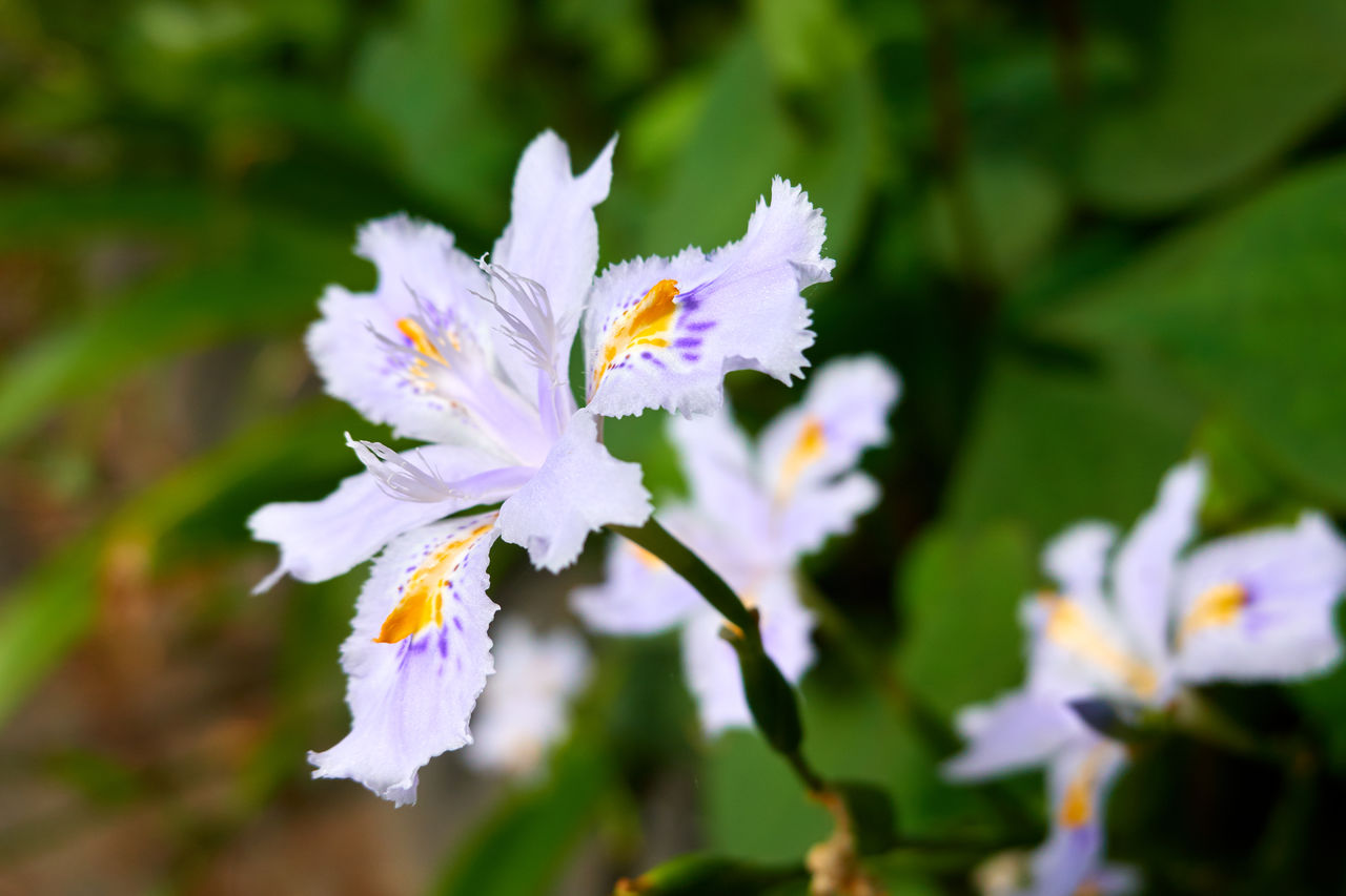 flower, flowering plant, plant, beauty in nature, freshness, fragility, close-up, blossom, petal, white, nature, flower head, wildflower, focus on foreground, growth, inflorescence, macro photography, no people, springtime, outdoors, day, botany, pollen, selective focus, plant part, purple, leaf