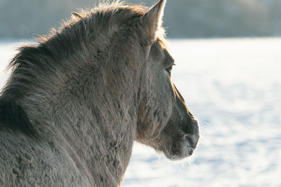 Close-up of horse looking away