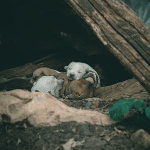 High angle view of dog resting on rock