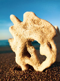 Close-up of cookies