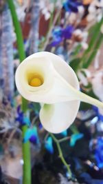 Close-up of flower against blurred background