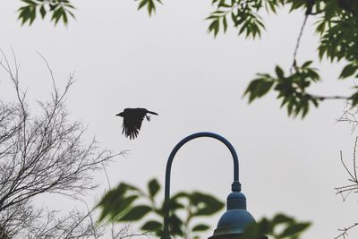 Low angle view of bird perching on branch against sky