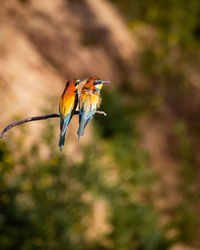 Close-up of bird perching on plant