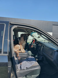 View of dog on street against clear sky