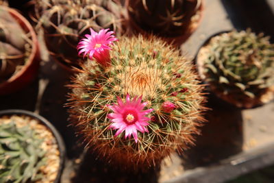 Close-up of pink cactus flower pot