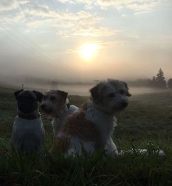 Dog sitting on grass against sky during sunset