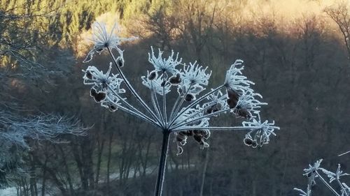 Close-up of bare tree during winter